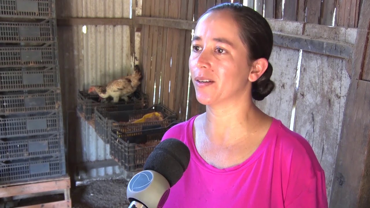 Produtora de Porto Velho investe em criação de galinhas