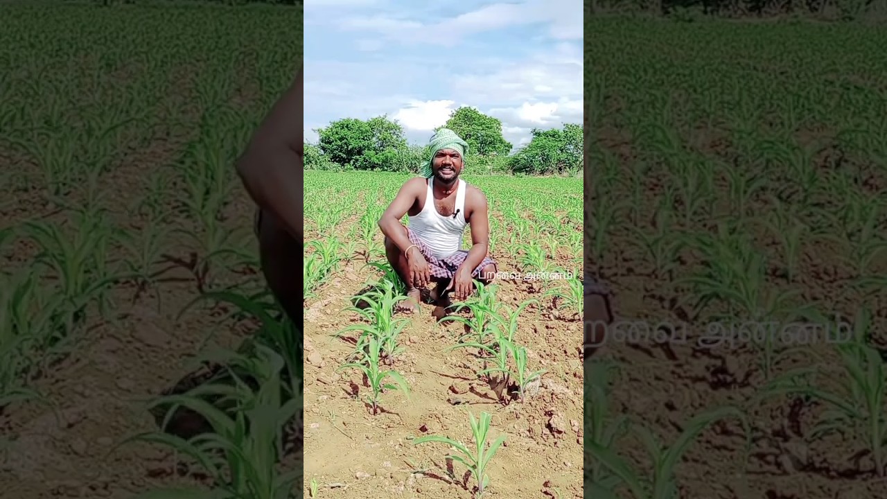 மக்காச்சோளம் இடைவெளி  #மக்காச்சோளம் #இடைவெளி #விவசாயம் #shorts #farmer