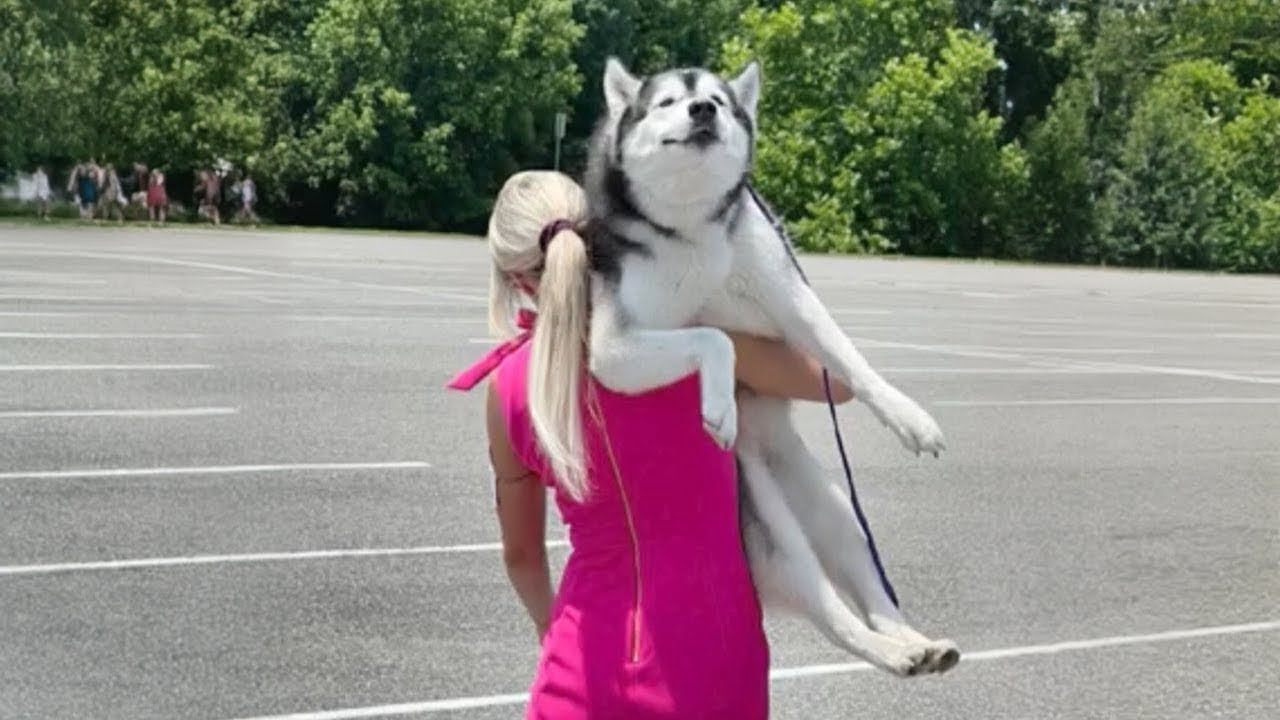 You Will Die Laughing At These Dramatic Huskies 😂 Funniest Dog of 2025 Ever!