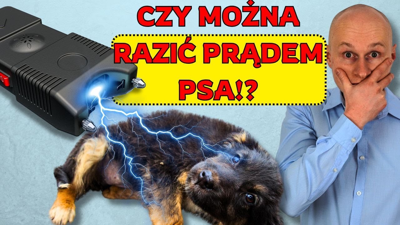 Jak działa OBROŻA ELEKTRYCZNA dla PSA? Czy warto stosować?