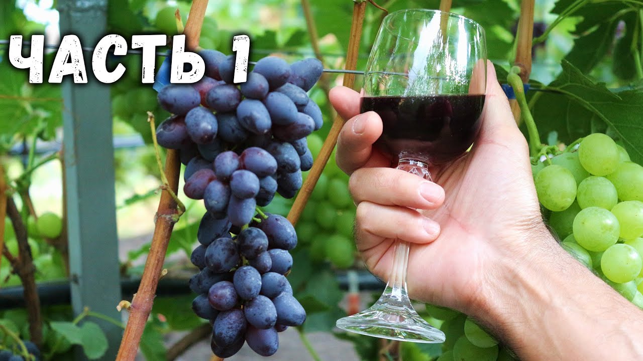 🍷  Приготовление домашнего вина  из винограда 