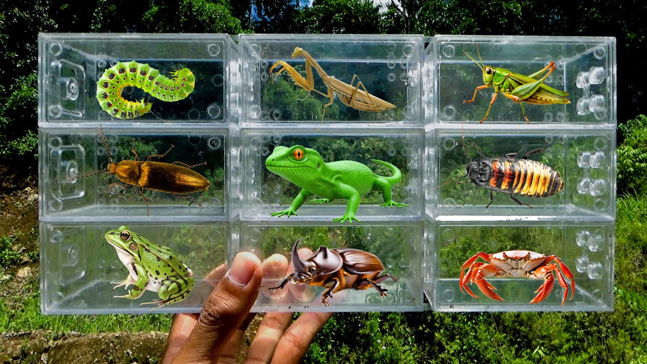I Catching insects in the garden, I got Mantis, Beetle, Cockroach, Frog, Crab, Grasshopper
