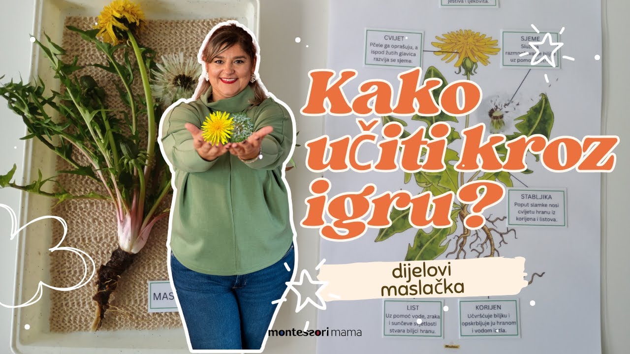 Kako učiti dijelove biljke s djecom? | Montessori pristup i aktivnosti (3–8 godina)