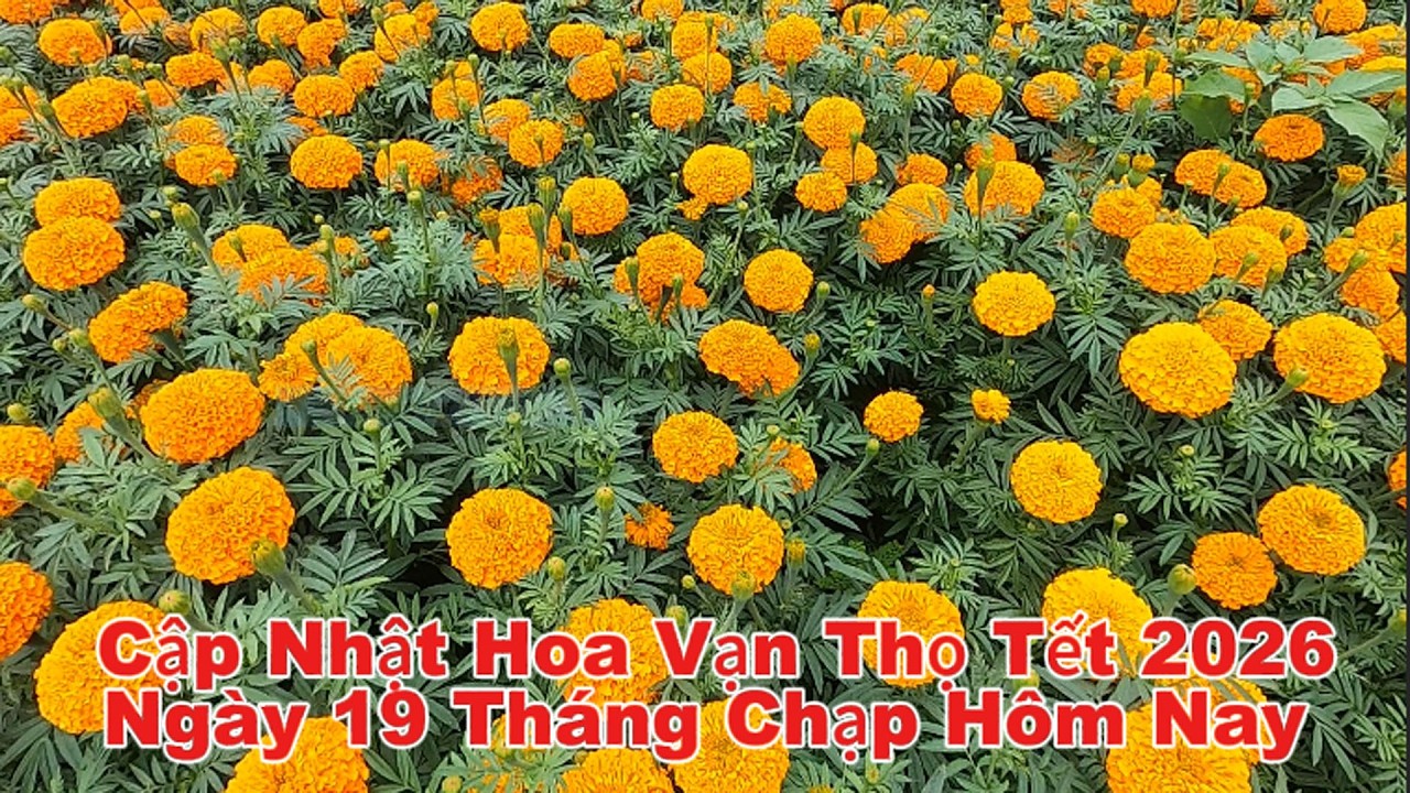 Trồng Hoa Vạn Thọ tết Ngày Hôm Nay Như Thế Nào | Chợ Miền Tây