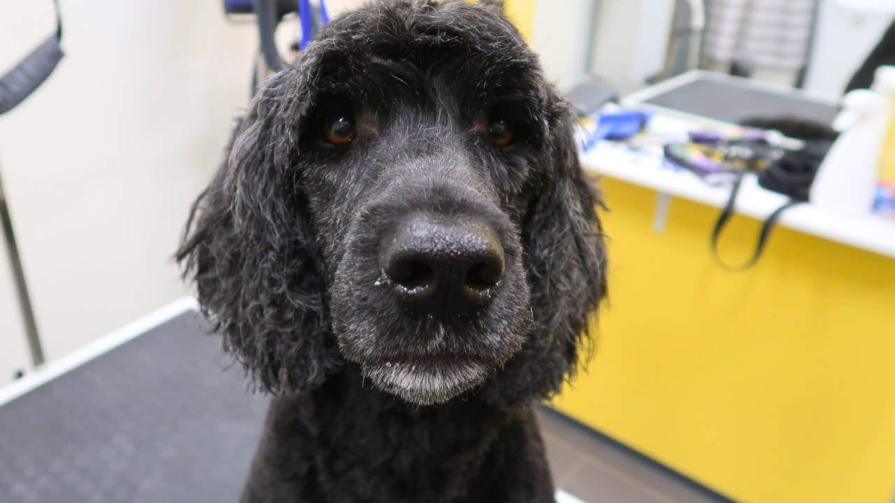 Grooming Portuguese Water Dog - Meet Nukka!