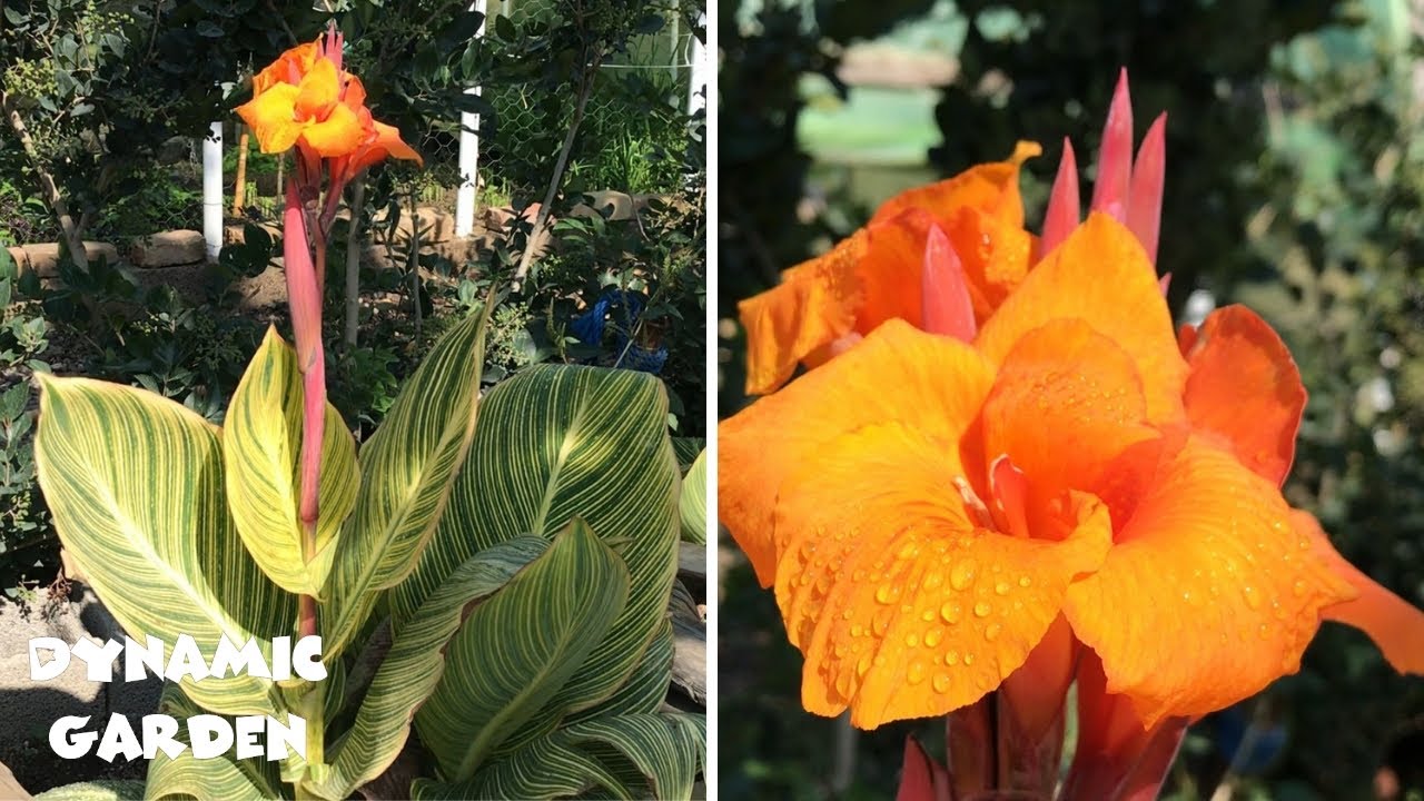 Propagation Canna Indica with roots _ Indian Shot plant