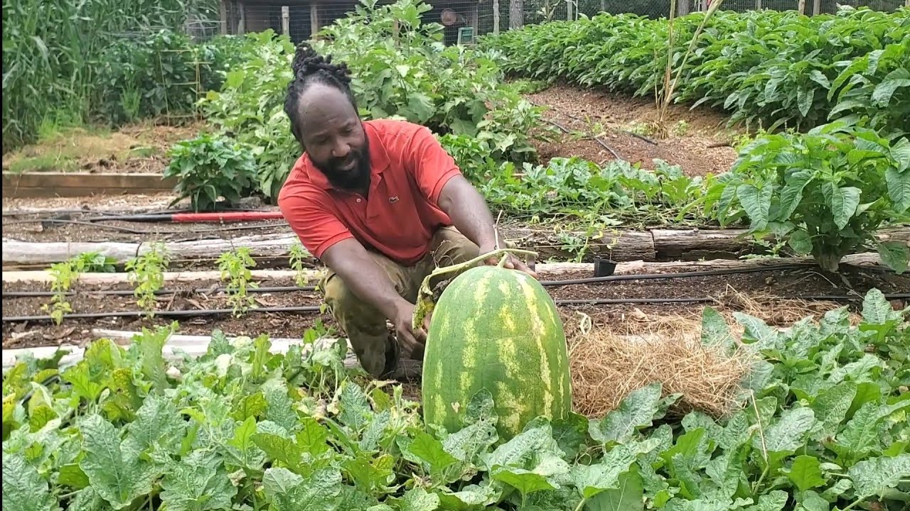 Harvesting, Weighing, and Cutting Our Big Volunteer Watermelon! How Much Did it Weigh?
