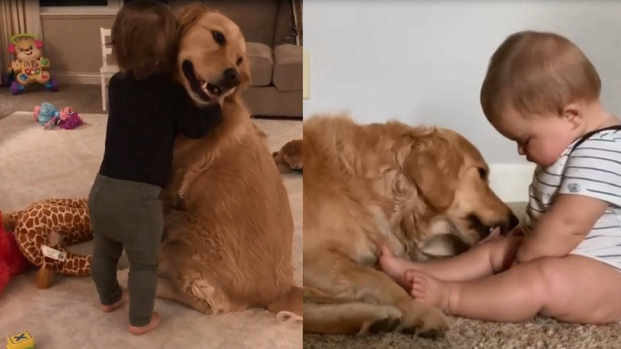 Golden Retriever And Kids Are Best Friends - Cute Dogs Love Babies Compilation !