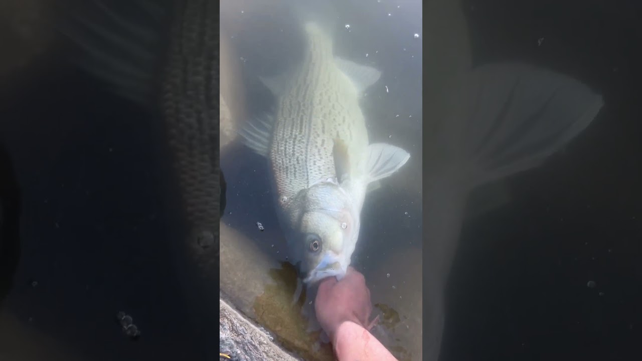 Colorado Giant #colorado #fishing #beauty #blessed #life #wiper #giant #fish #2024 #trophy #like