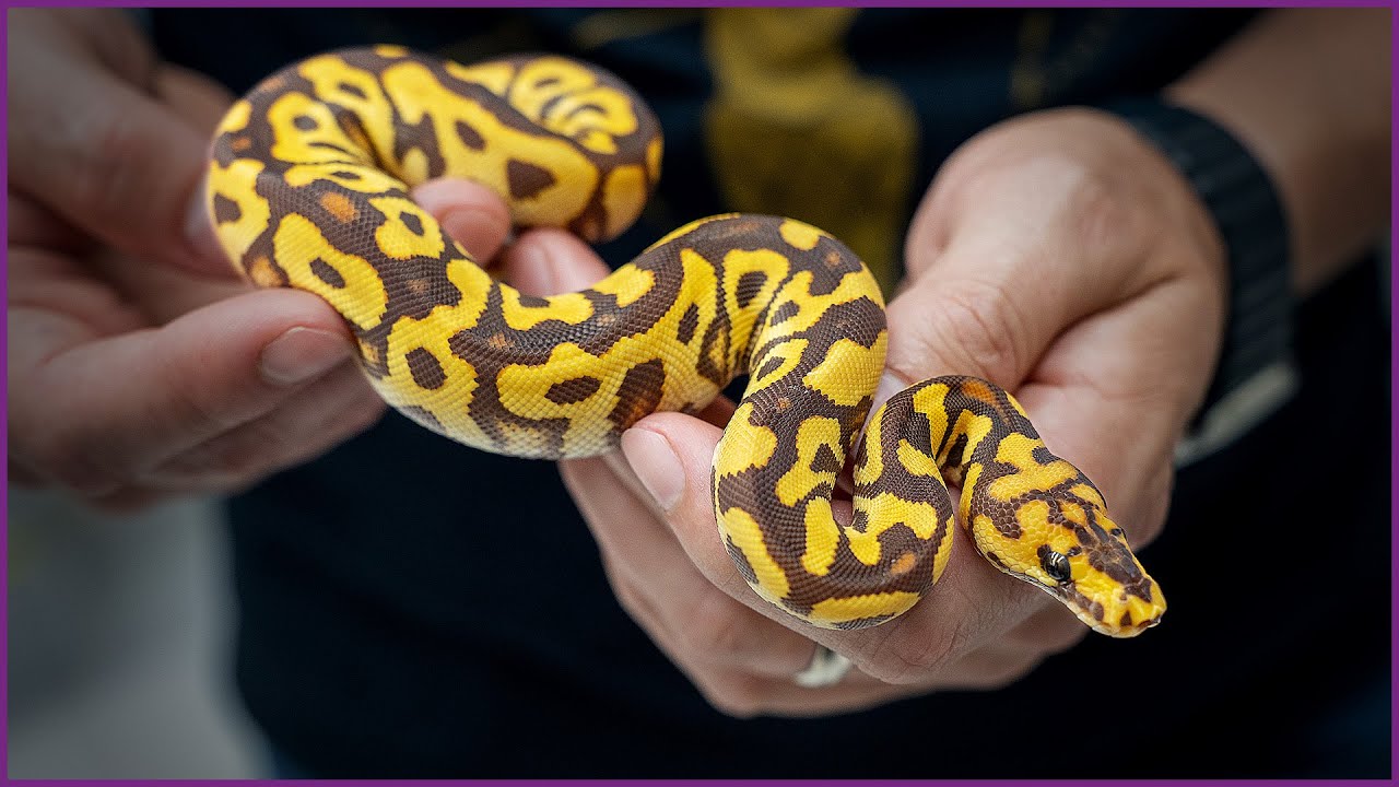 Our First MONARCH Clown ... What’s Next?! | #Hetflix 186