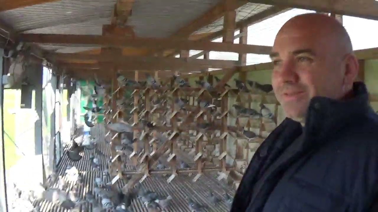 Columbodrom Pigeon Best Prahova Romania prezentare porumbei 22 aprilie 2023 part 1