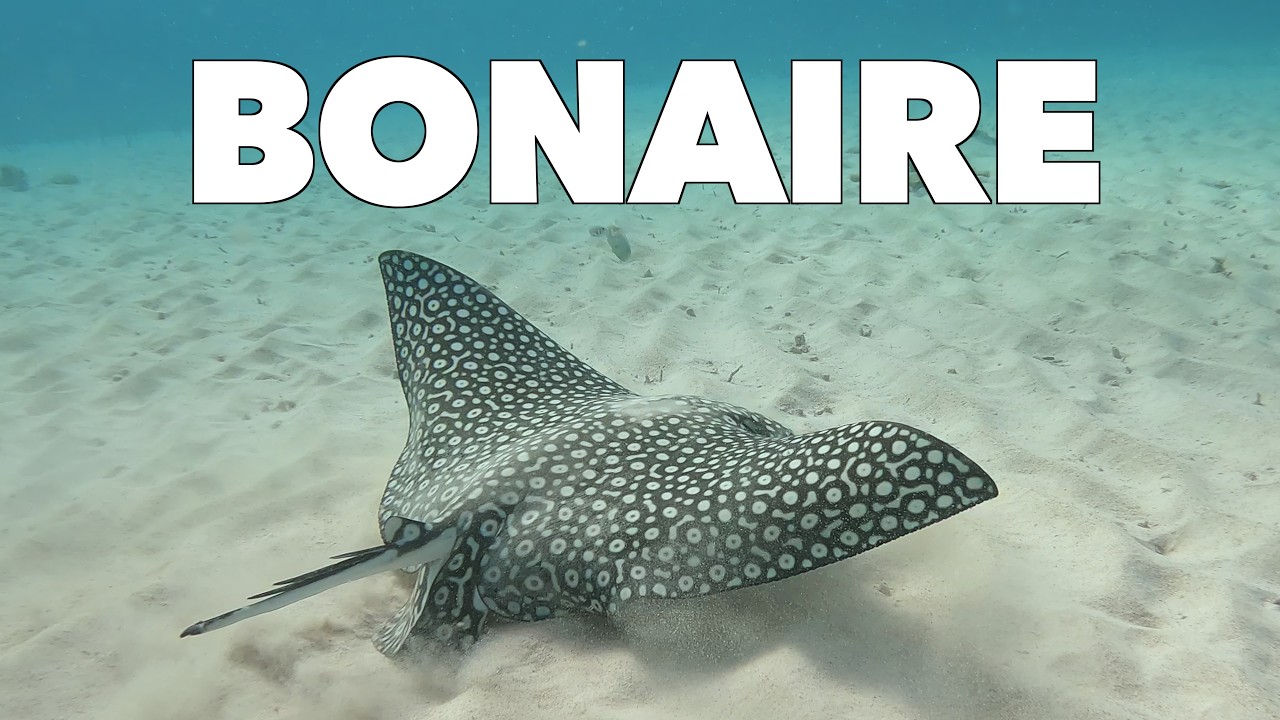 Dive Bonaire 2026