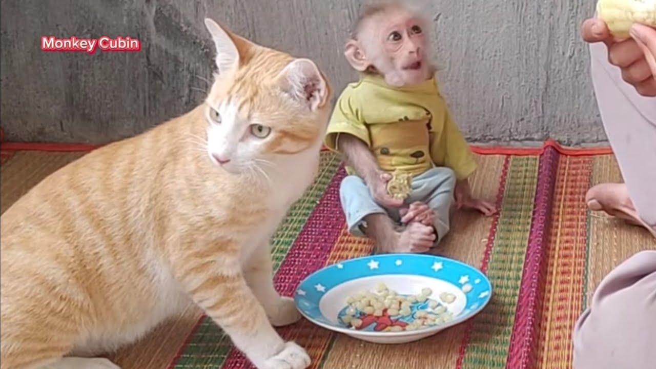 Cubin the monkey baby Screaming Early in the Morning is Really Scary