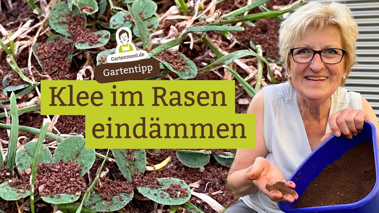 Zu viel Klee im Rasen? So kannst du ihn eindämmen! Das Mittel dazu hast du bestimmt Zuhause!