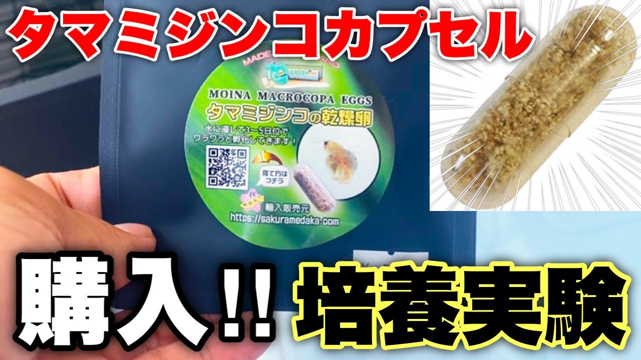【検証】桜めだかさんで購入したタマミジンコ乾燥卵。果たして増やすことができるのか！？
