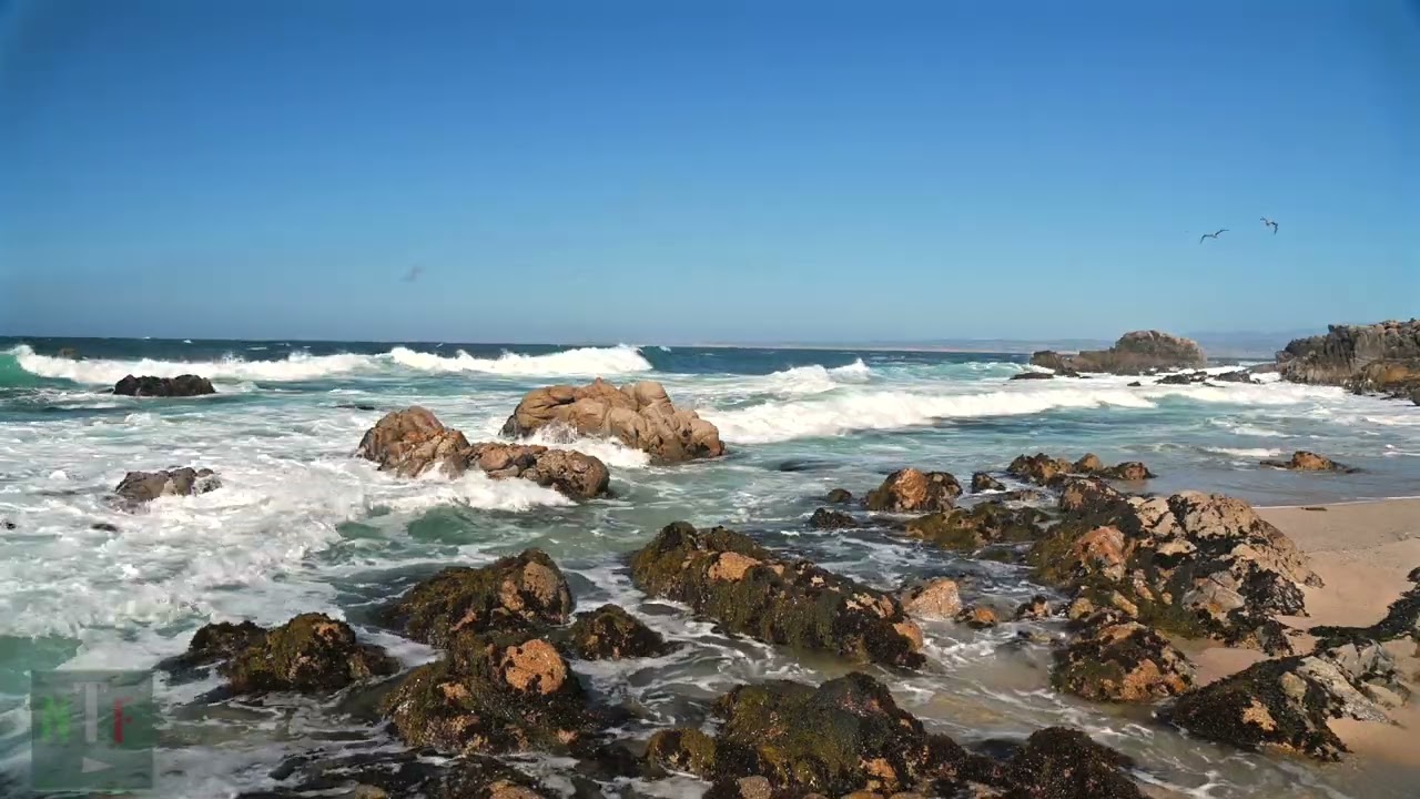 Monterey Bay, CA  #naturetherapyfilms