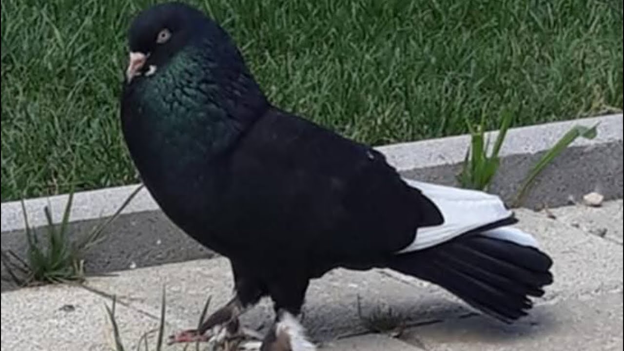 Güvercinlerimizin Son Durumu 🕊️ Yavrular & Yumurtalar