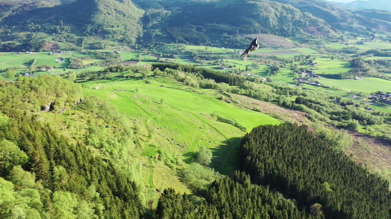 Fugleangrep på drone av en Vandrefalk ved Hodlestadnuten i Etne.