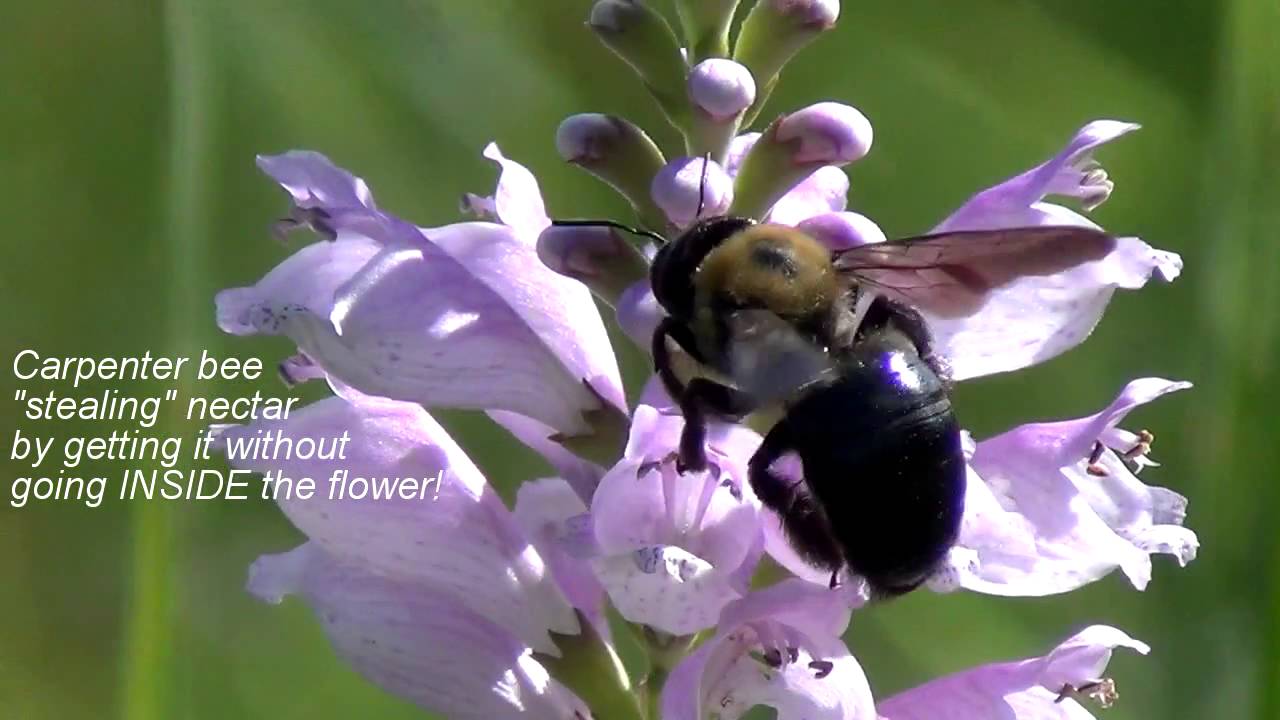 Summer Wildflowers at Wolf Road Prairie: Obedient Plant and Blazing Star
