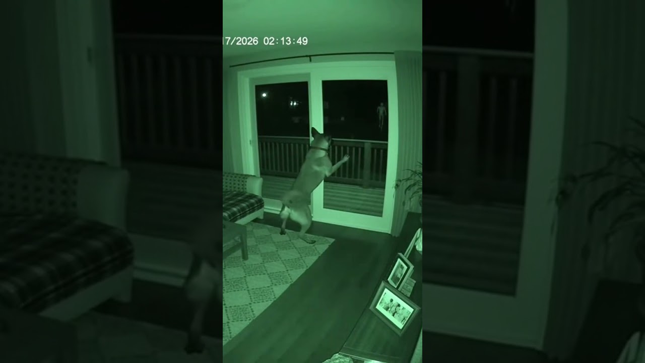 THE DOG DEFENDED THE HOUSE AT NIGHT 🐶👽