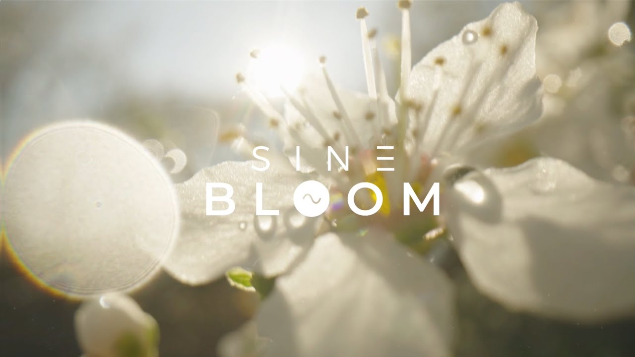 Sine - Bloom [lofi chill downtempo]