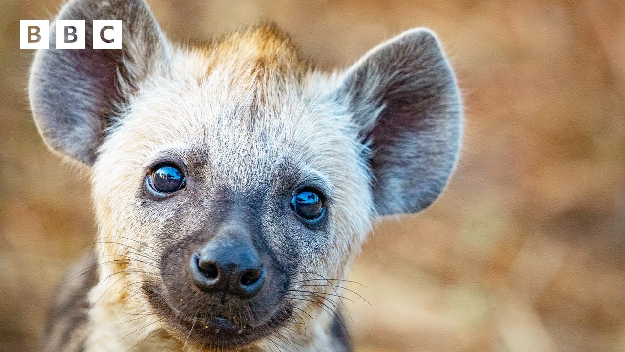 Playful hyena cubs cause mayhem | Kingdom – BBC