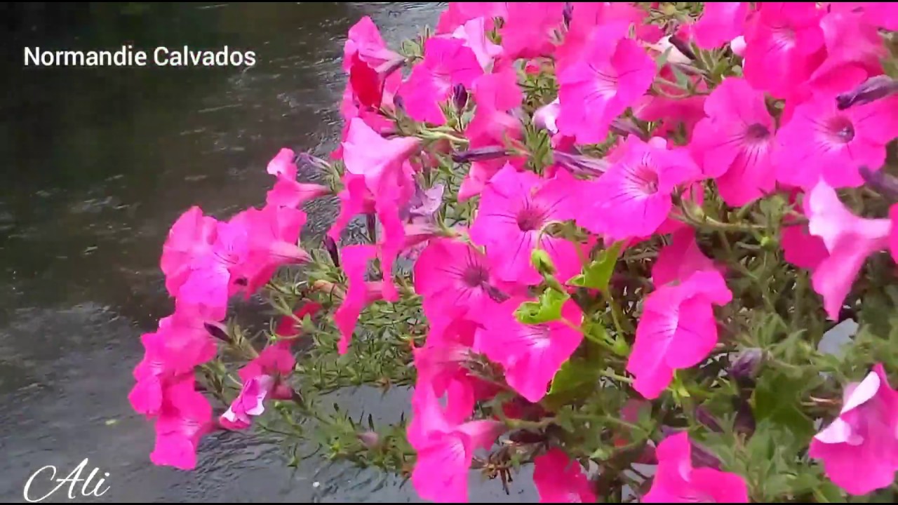 Pont-L'evêque « Pont-l’Evêque est une ville d’origine moyen-âge »