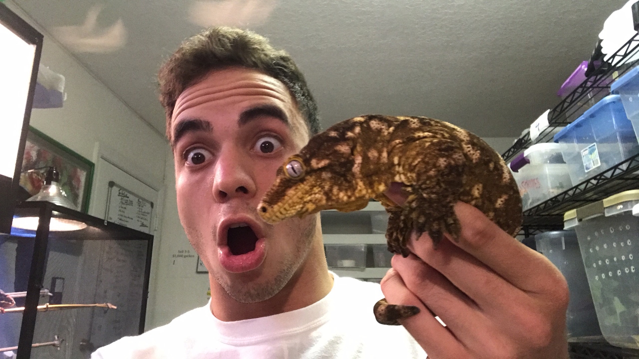 GIANT Gecko AKA Leachie!