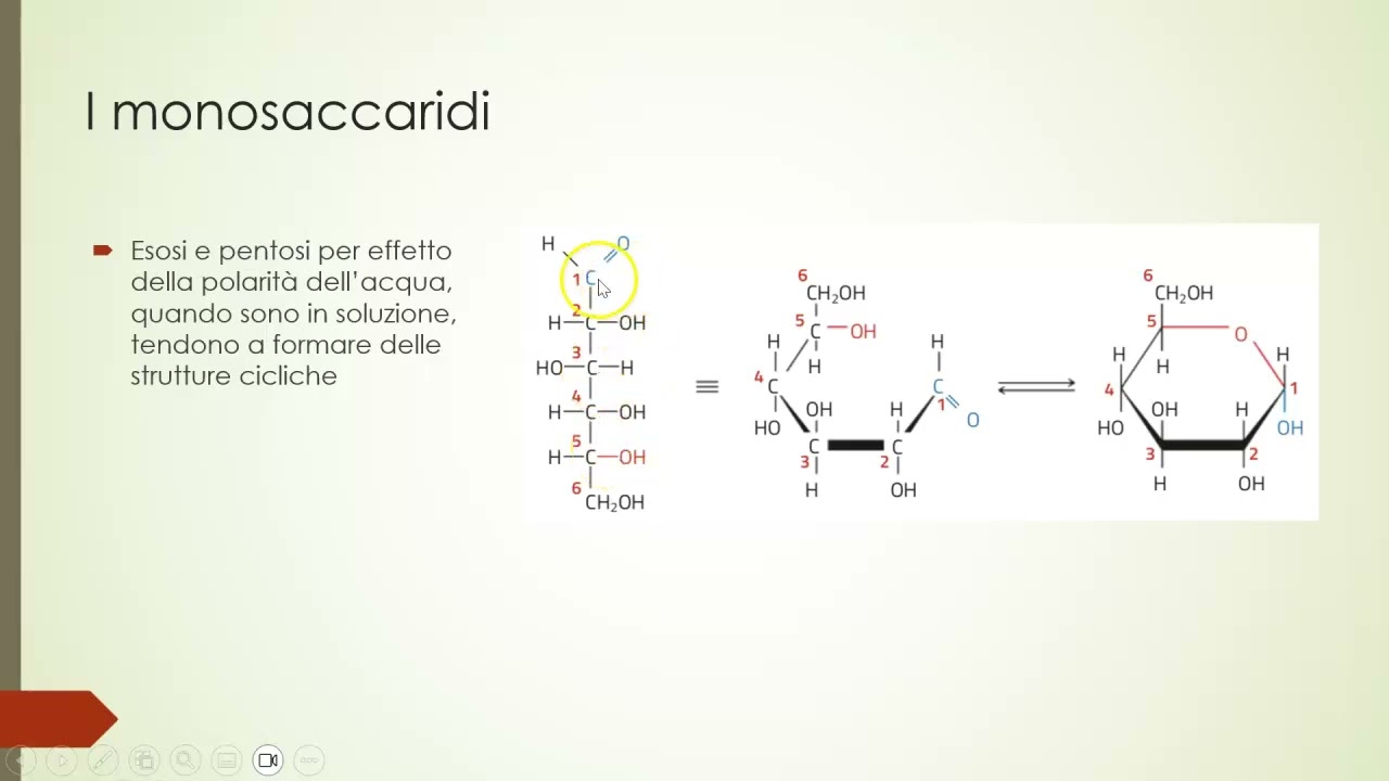 3.2 I carboidrati