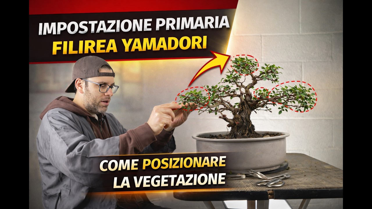 Impostazione primaria Filirea yamadori. Come posizionare la vegetazione.