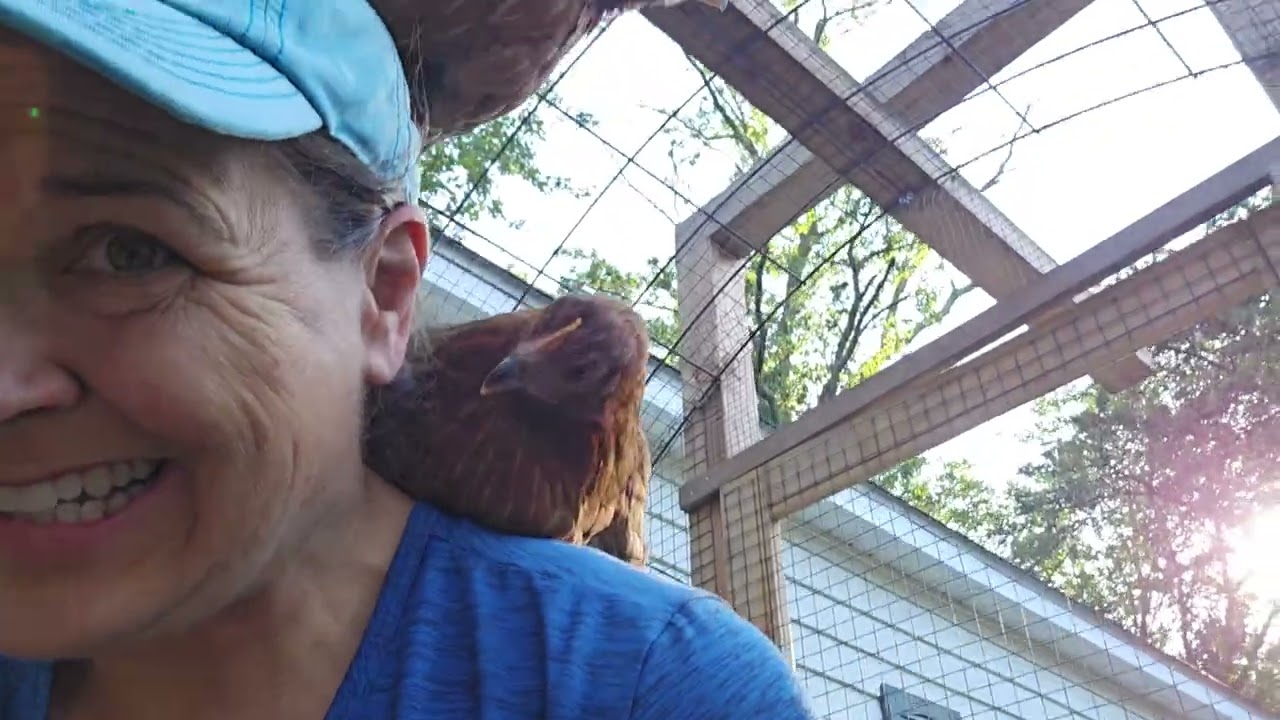 11 Week Old Welsummer Chicks Have Long Nails