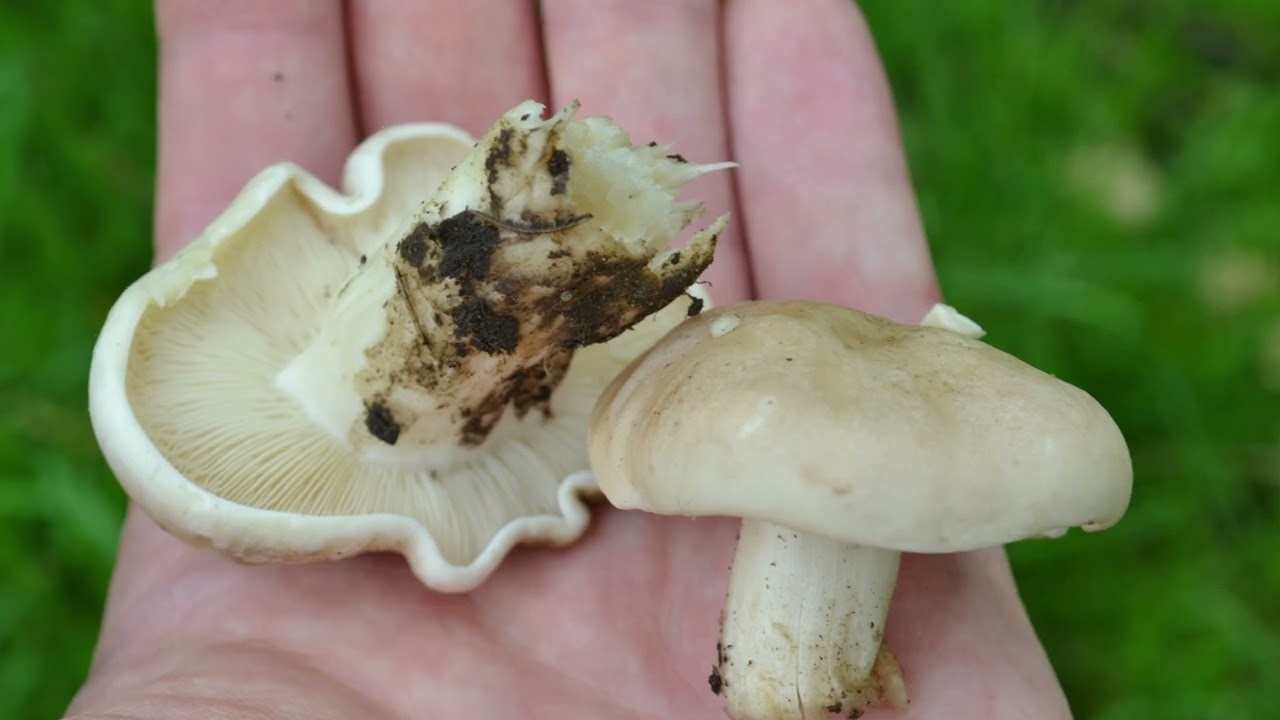 FINDING ST GEORGE'S MUSHROOMS