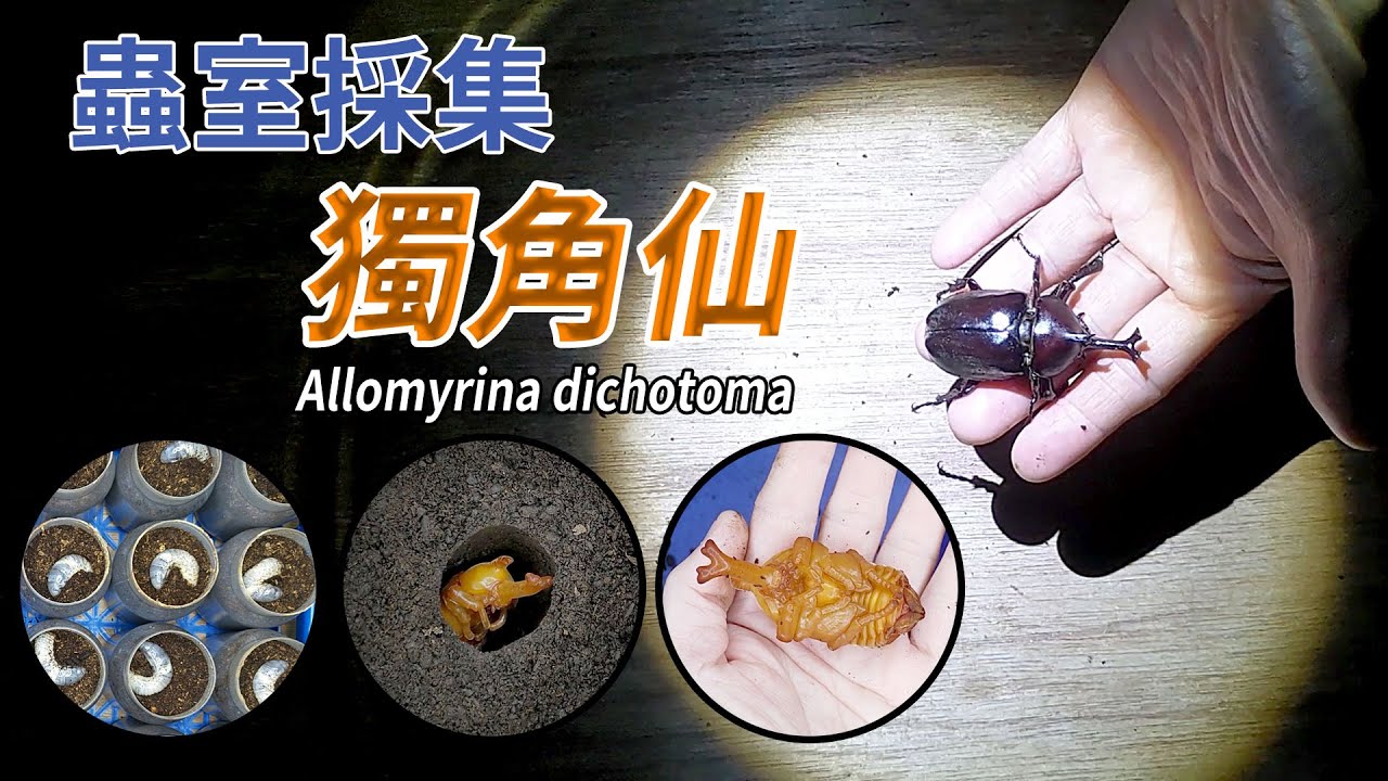 【山林蟲坊】蟲室採集獨角仙！ | Rhino Beetle: Collect  In The Breeding Room!  (Allomyrina dichotoma)