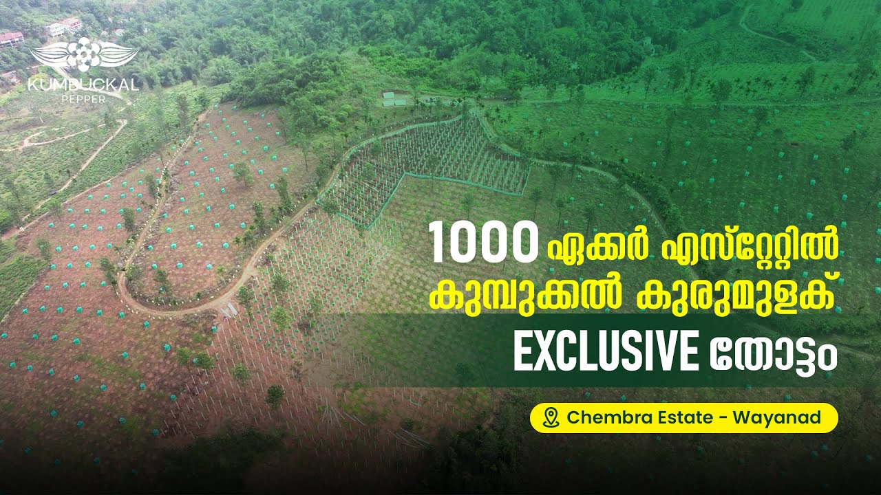 1000 ഏക്കർ എസ്റ്റേറ്റിൽ കുമ്പുക്കൽ തോട്ടം | An Exclusive Kumbuckal Pepper Intensive Plantation