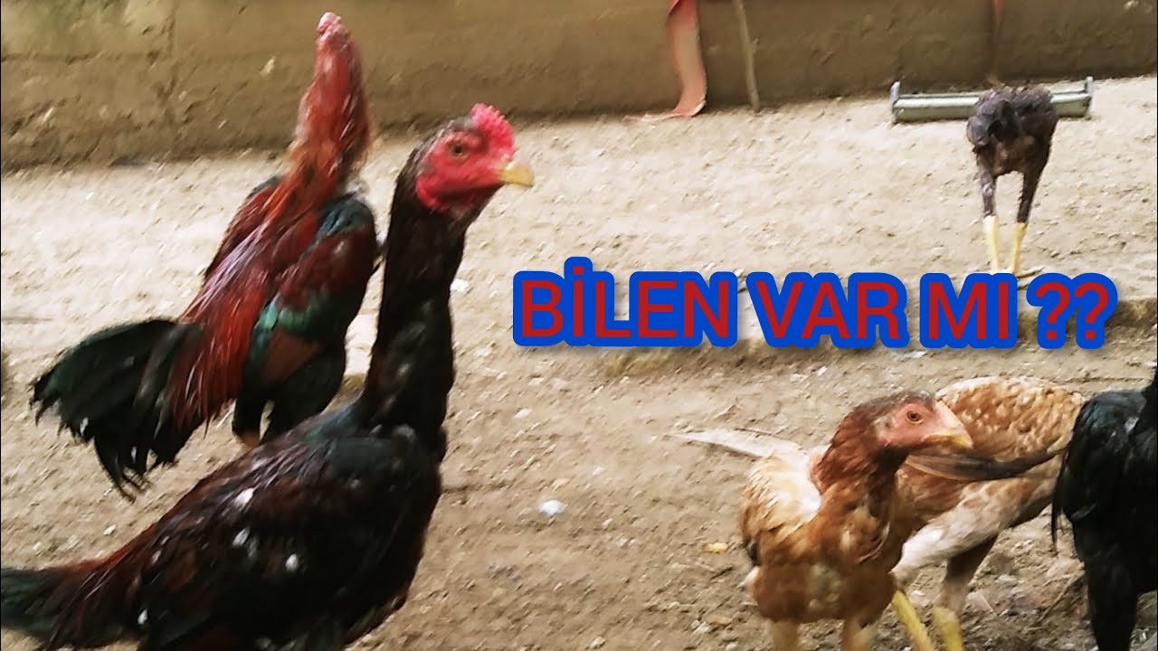 # 86 #TAVUĞUN TAŞ VE  KALEM KULLANAN YAVRU VERDİĞİNİ NASIL ANLARIZ???