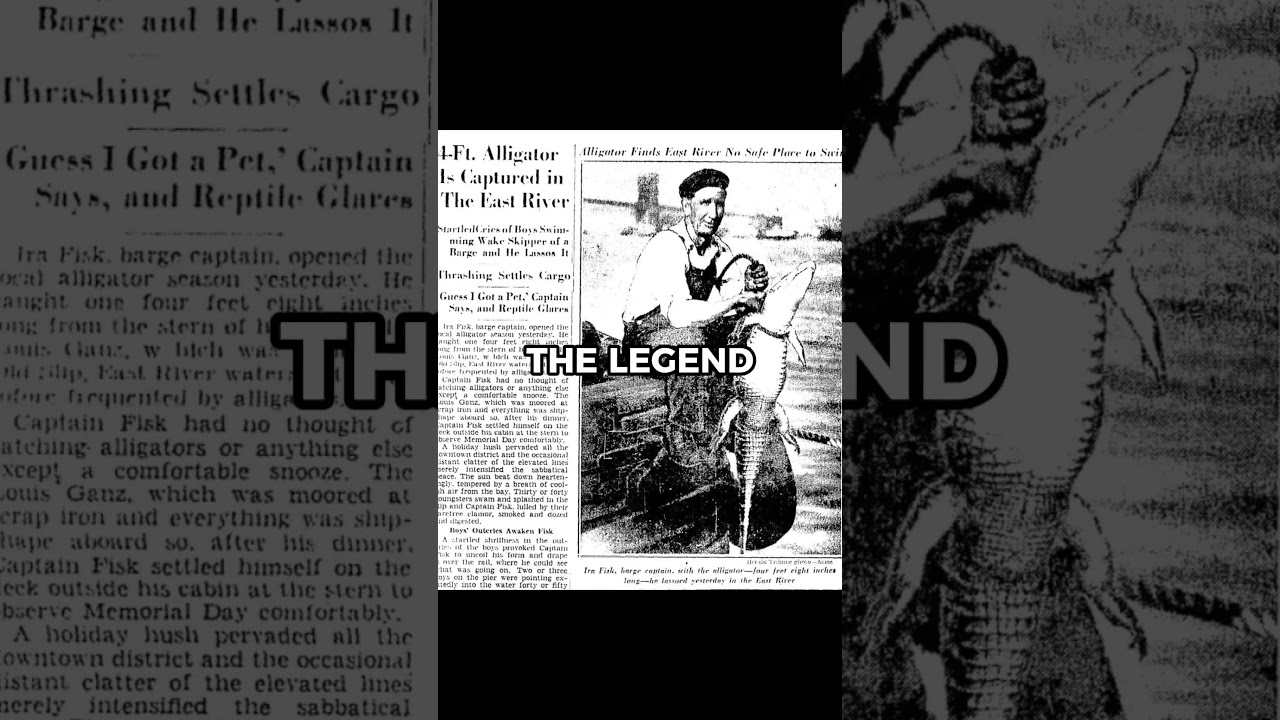 The Sewer Gators of New York  #facts #history