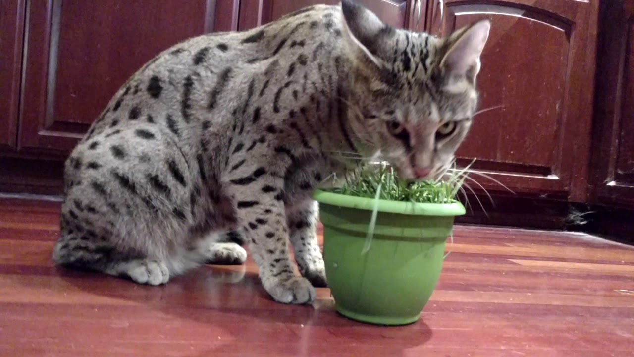 Grass For Breakfast????