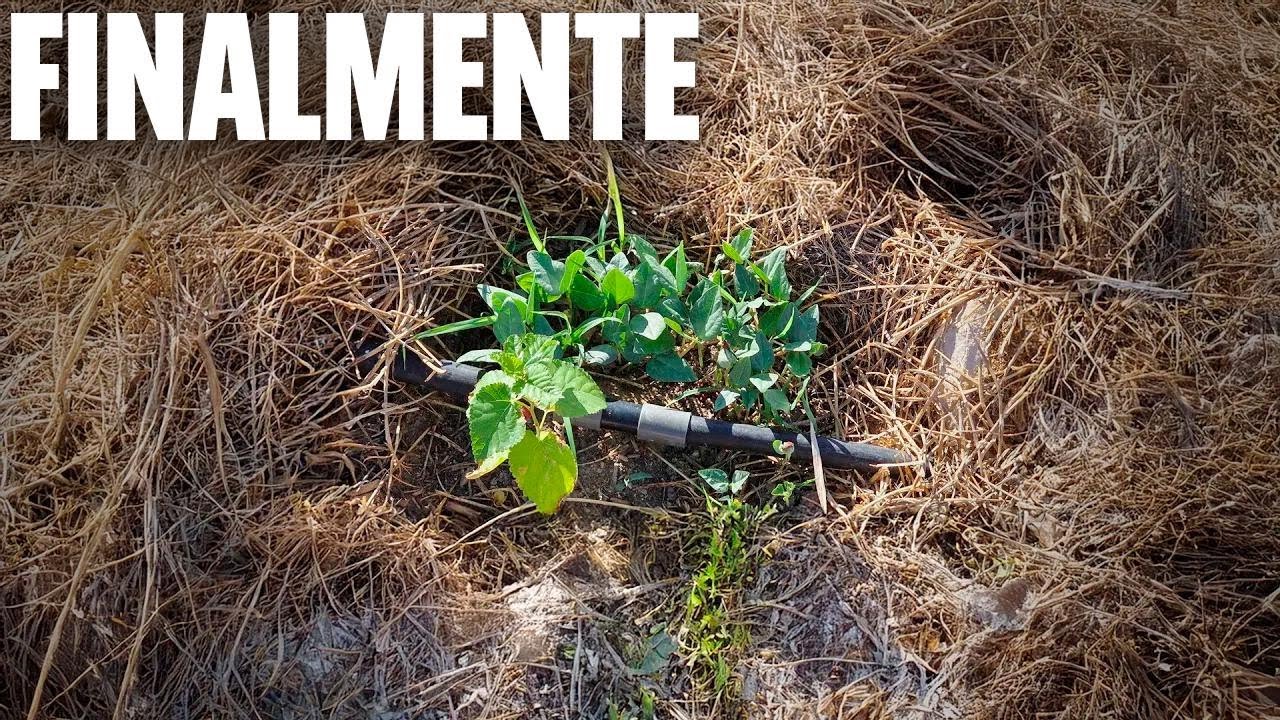 Passei 2 anos tentando criar uma floresta no deserto. Deu certo!