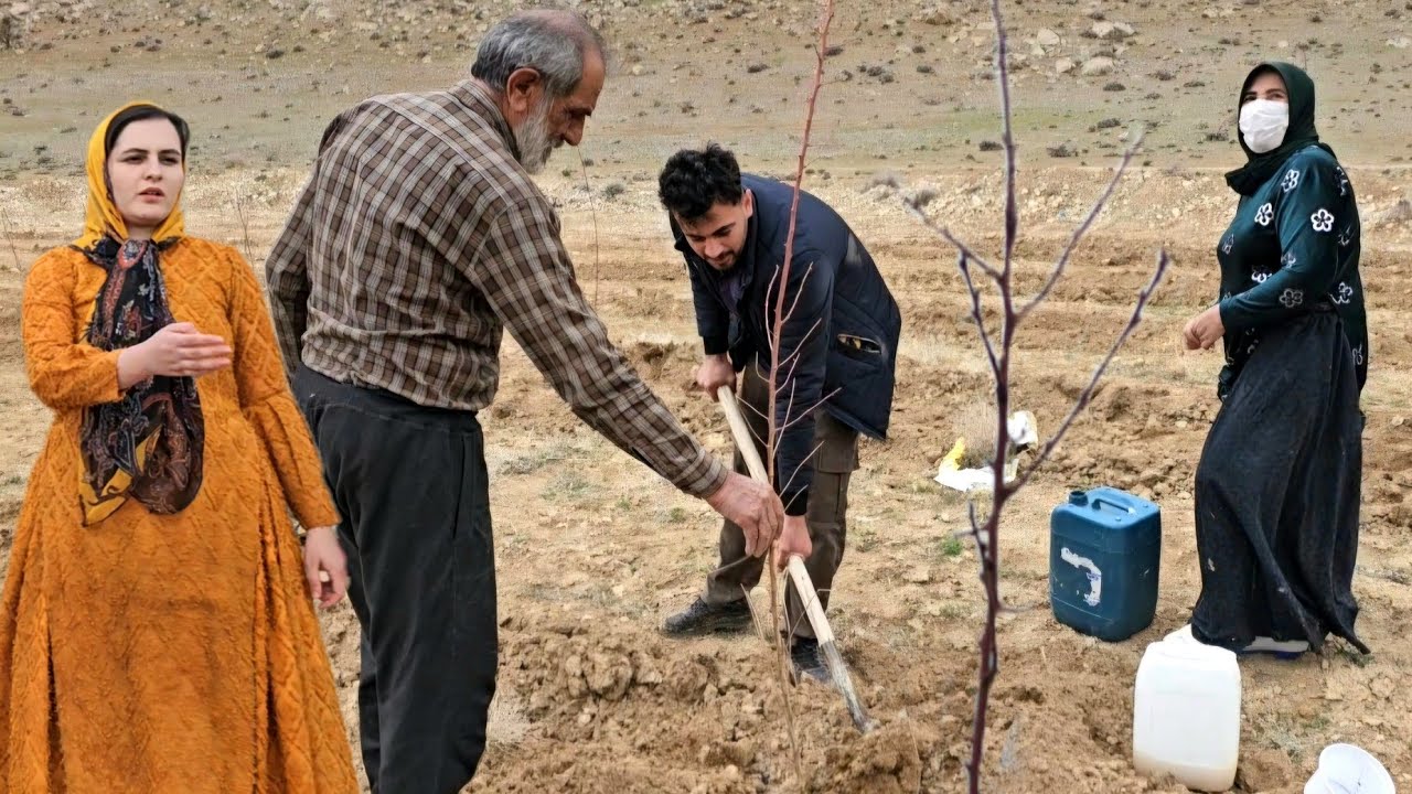 🌱Nomadic widow Maryam and Mr. Hassan plant trees to build their lives.