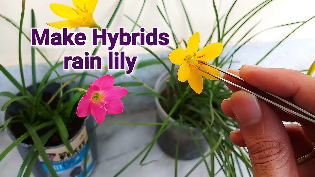 How rain lily hybrids are made?/cross pollination कैसे करे/ Zephyranthes lily