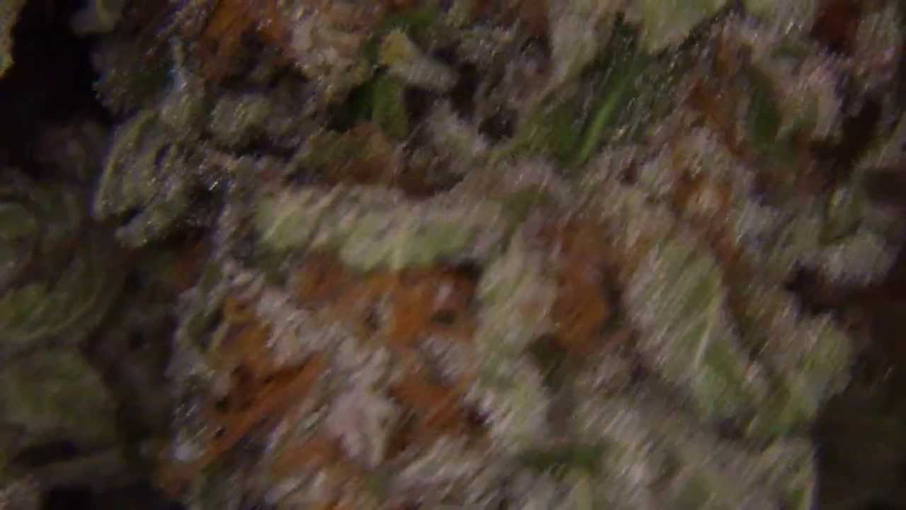 closeup bud shots of cured and drying buds