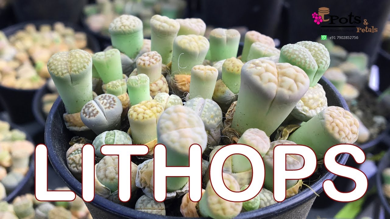 LITHOPS | Buy Orchids Online from www.potsandpetals.in