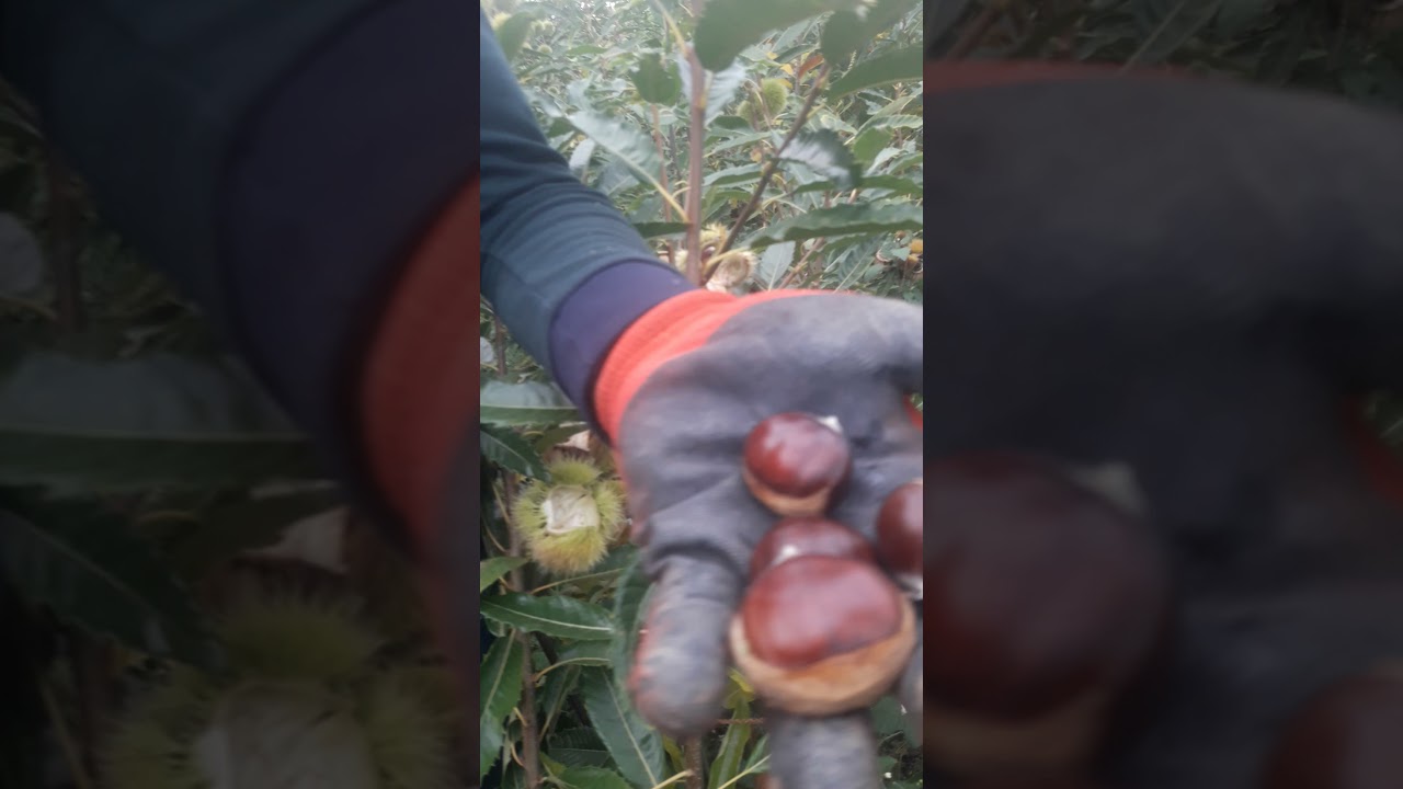 iki yaşındaki aşılı kestane fidanlarının meyve oluşumu