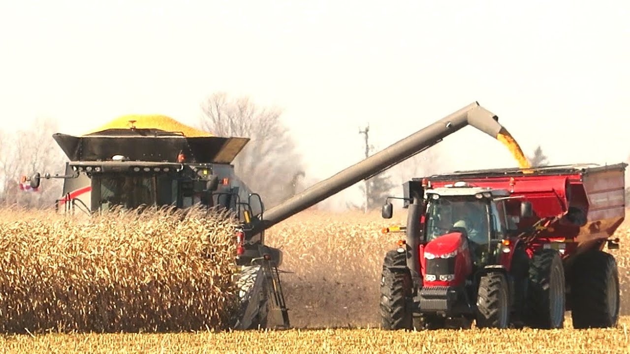 Corn Harvest 2020 | Gleaner S68 Combine Harvesting Corn | Ontario, Canada