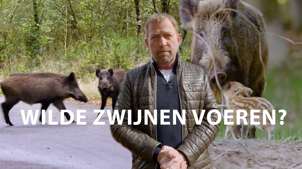 Wilde zwijnen voeren?