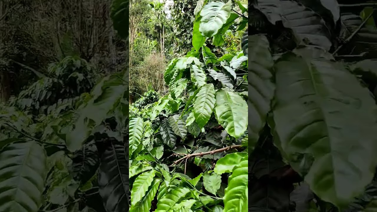 coffee estate in coorg 