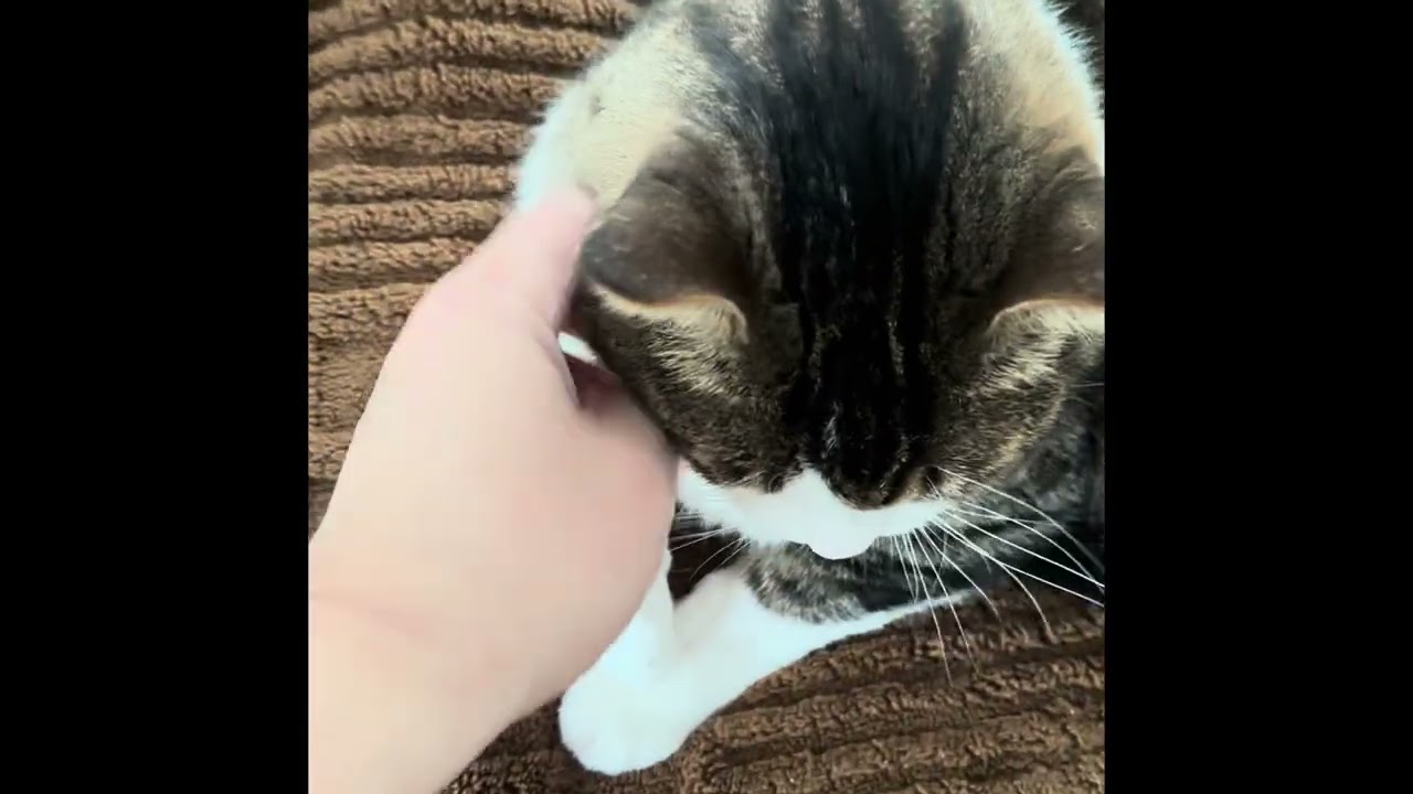 Smudge the Cat and in puzzle form!