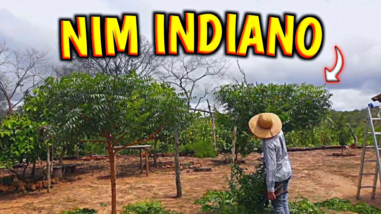 ✅COMO PODAR NIM INDIANO pela PRIMEIRA VEZ✅