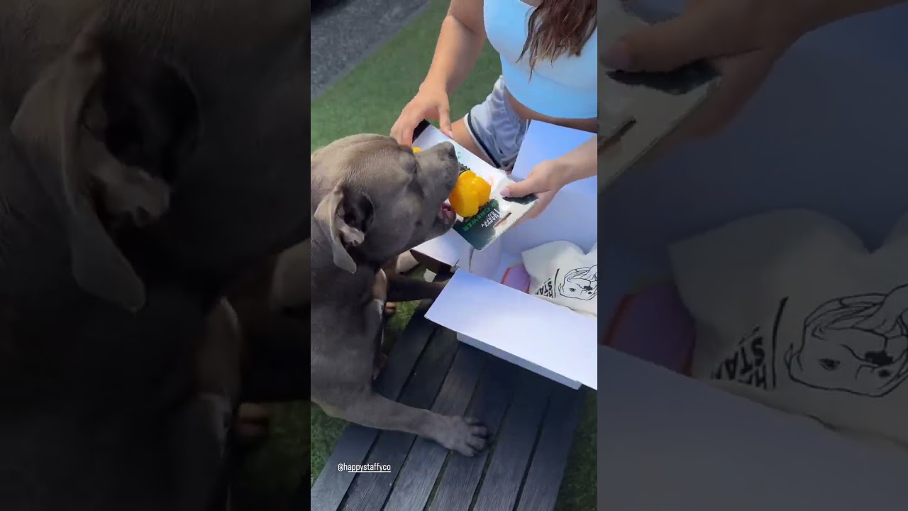 New Toys For Dogs 
