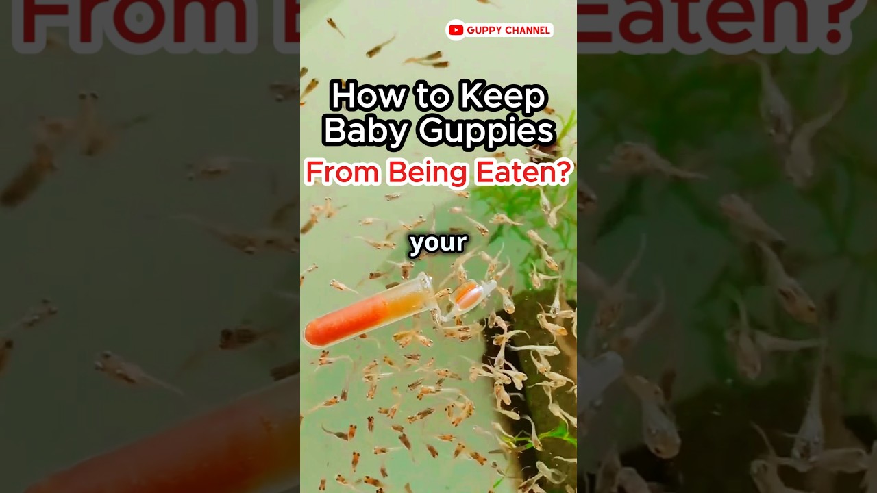 Guppy Fry Care - How to Keep Baby Guppies From Being Eaten? #fishkeepinghobby #fishtank #guppy